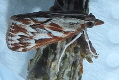 Blepharucha zaide