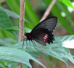 Parides anchises nielseni
