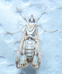 Blepharucha zaide