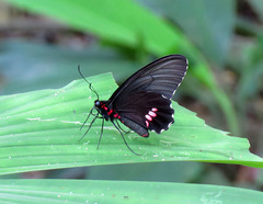 Parides anchises nielseni