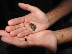 Physalaemus biligonigerus