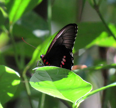 Parides anchises nielseni