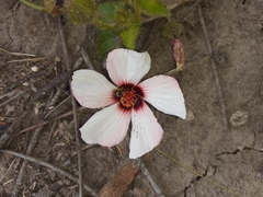 Pavonia glechomoides