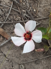 Pavonia glechomoides