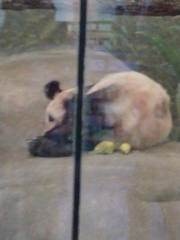 Ailuropoda melanoleuca