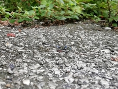 Diplacodes trivialis