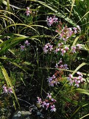 Pelargonium divisifolium