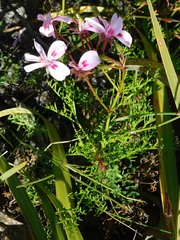 Pelargonium divisifolium