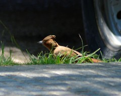 Pseudoseisura lophotes