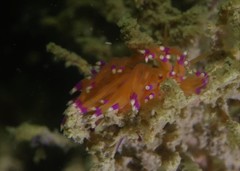 Unidentia aliciae