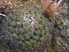 Coryphantha elephantidens