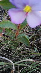 Argyrella phaeotricha