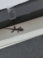 Hemidactylus platyurus