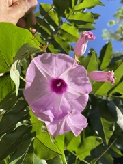 Ipomoea setifera