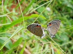 Luthrodes pandava