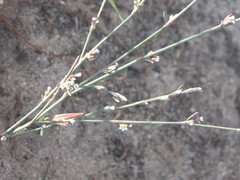 Polygonum arenarium
