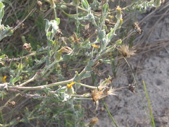 Tragopogon ucrainicus