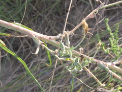 Tragopogon ucrainicus