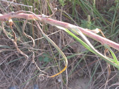 Tragopogon ucrainicus