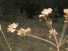 Taeniopetalum arenarium