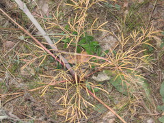 Taeniopetalum arenarium