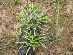 Peucedanum ruthenicum