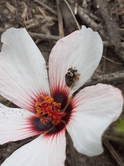 Pristimerus opiparis