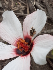 Pristimerus opiparis