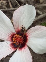 Pristimerus opiparis