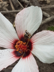 Pristimerus opiparis