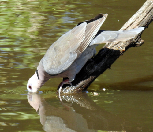 Red-eyed Dove