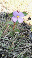 Argyrella phaeotricha
