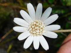 Gerbera tomentosa