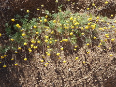 Foveolina dichotoma