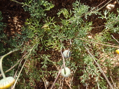 Foveolina dichotoma