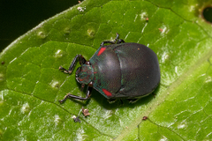 Coptochilus castaneus