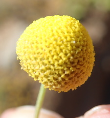 Foveolina dichotoma