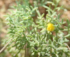 Foveolina dichotoma