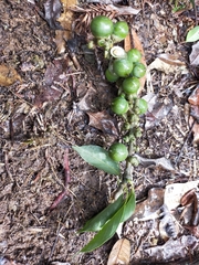 Lithocarpus taitoensis