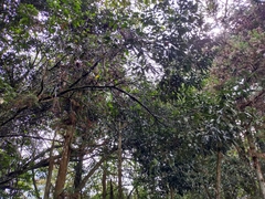 Lithocarpus taitoensis