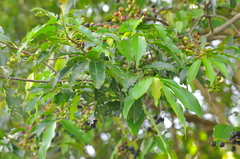 Prunus brasiliensis