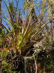 Tillandsia calothyrsus