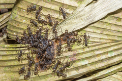 Dolichoderus decollatus