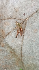 Amblytropidia trinitatis