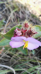 Argyrella phaeotricha