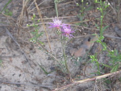 Centaurea borysthenica
