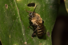 Agapostemonoides weyrauchi