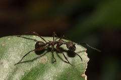 Dolichoderus attelaboides