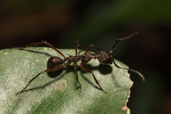 Dolichoderus attelaboides