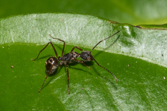 Dolichoderus attelaboides